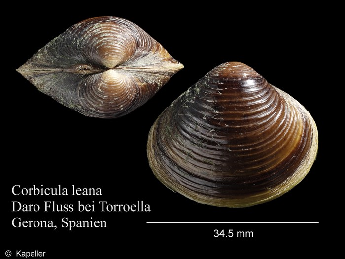 Corbicula leana Corbicula leana