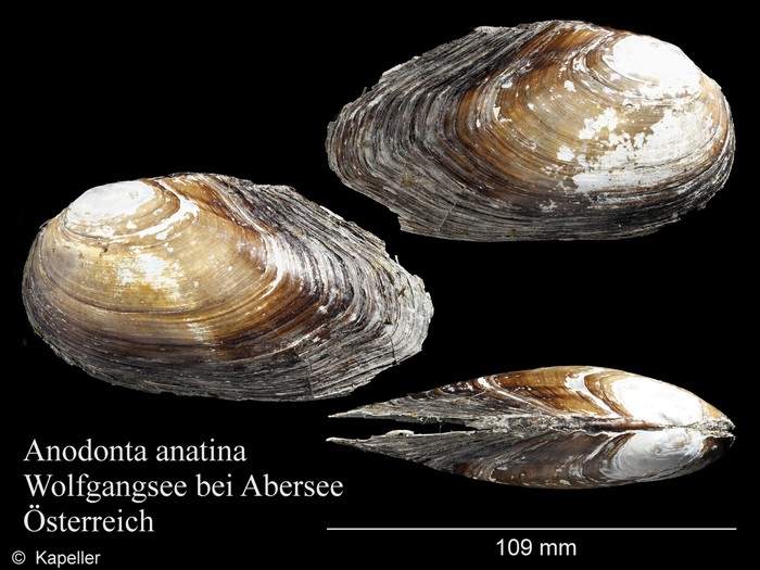 Anodonta anatina