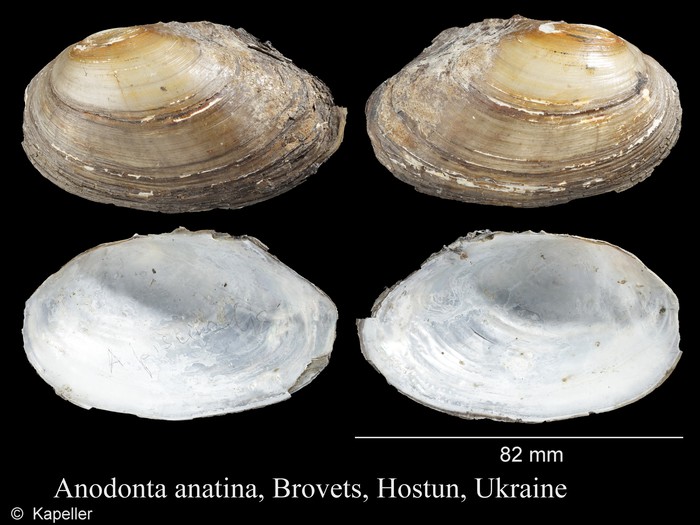 Anodonta anatina