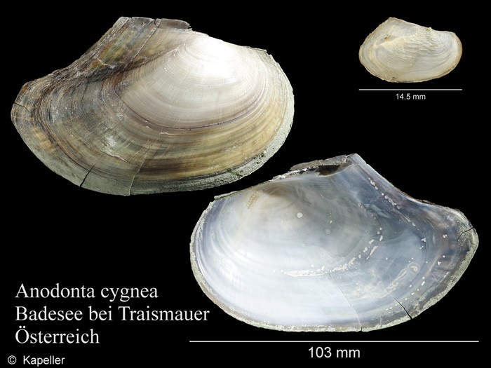 Anodonta cygnea