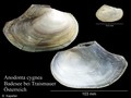 Mollusca (molluscs)