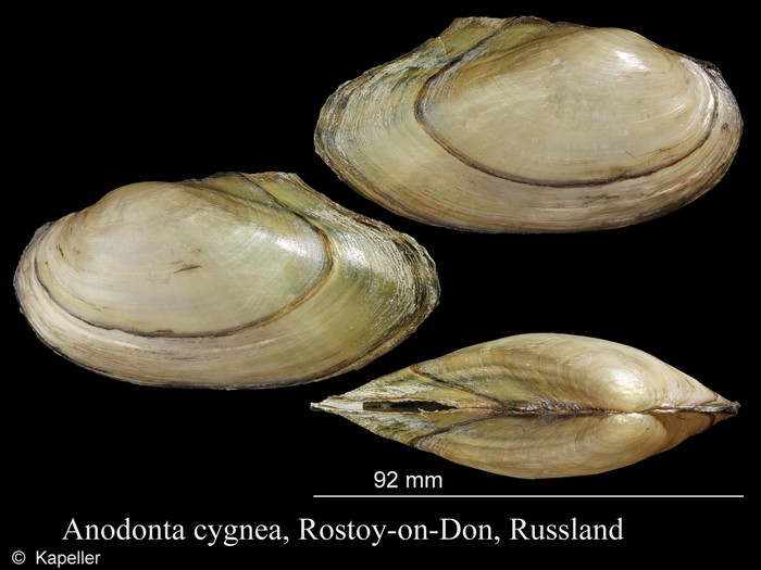 Anodonta cygnea