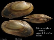 Microcondylaea bonellii