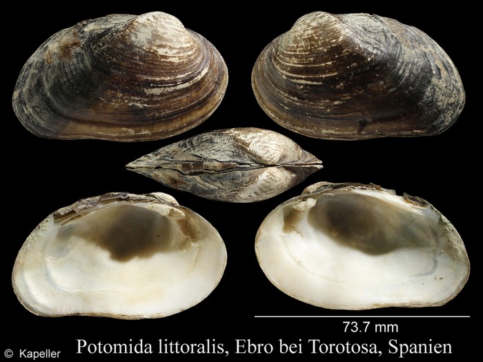 Potomida littoralis