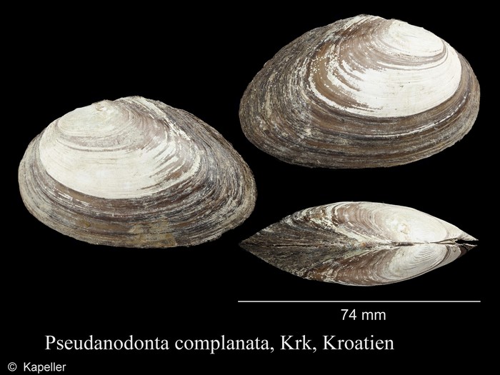 Pseudanodonta complanata