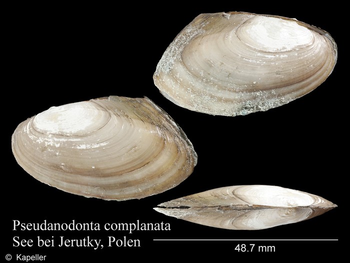 Pseudanodonta complanata