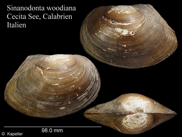 Sinanodonta woodiana