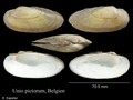 Mollusca (molluscs)