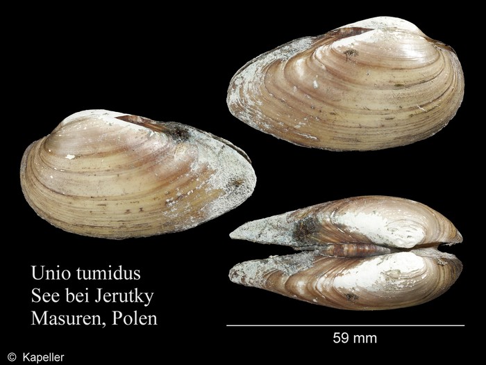 Unio tumidus Unio tumidus