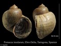 Mollusca (molluscs)