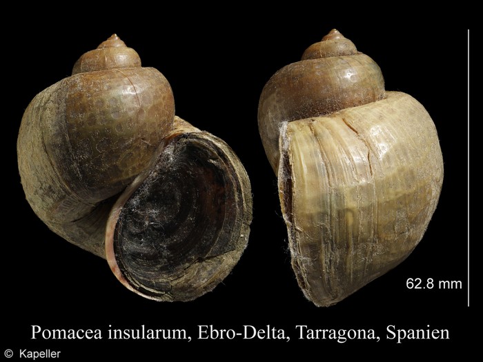 Pomacea insularum