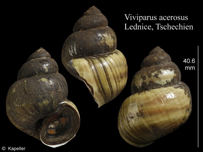 Viviparus acerosus