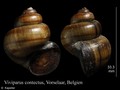 Mollusca (molluscs)