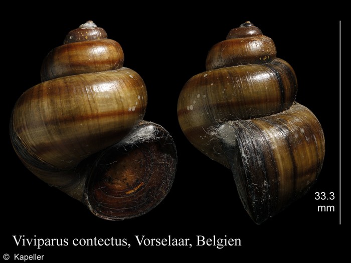 Viviparus contectus