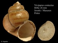 Viviparus contectus