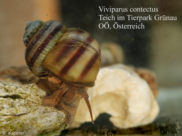 Viviparus contectus