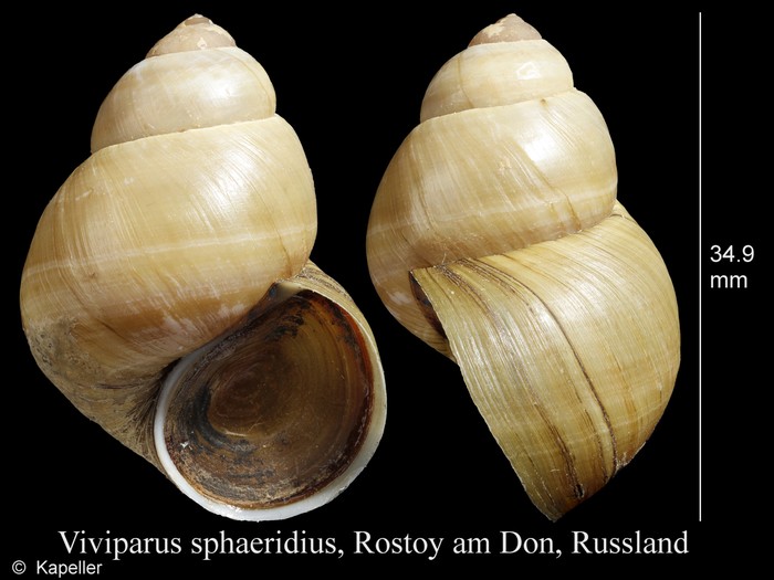 Viviparus sphaeridius Viviparus sphaeridius