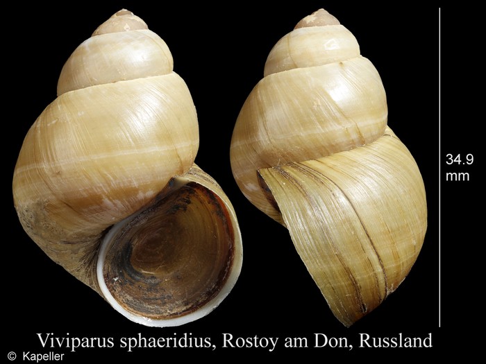 Viviparus sphaeridius