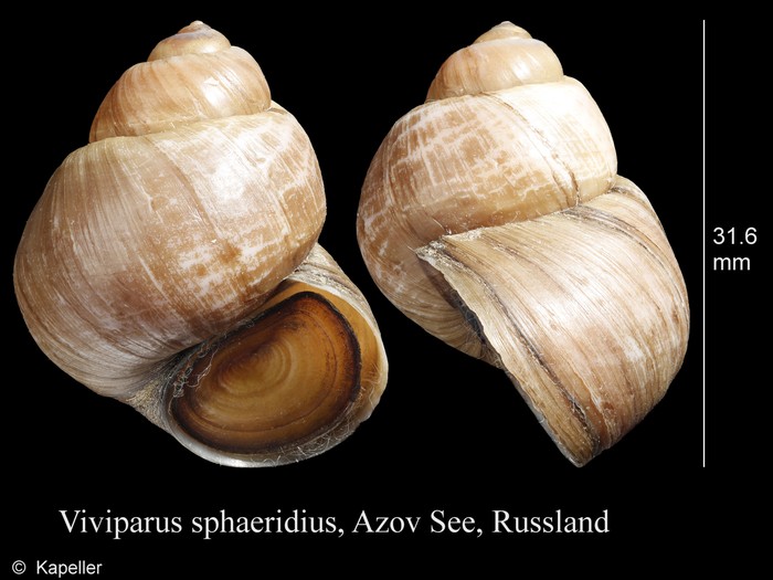 Viviparus sphaeridius Viviparus sphaeridius