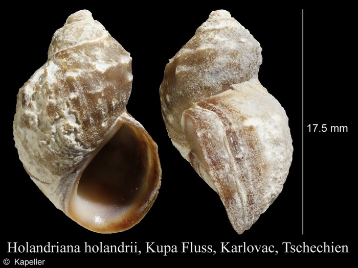 Holandriana holandrii Holandriana holandrii