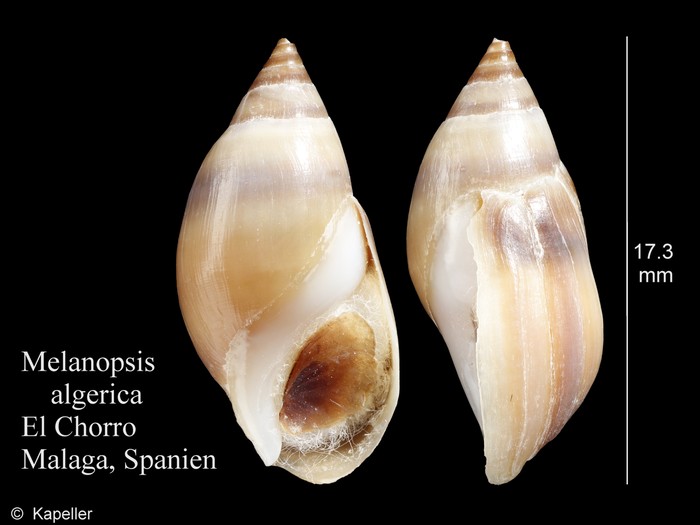 Melanopsis algerica Melanopsis algerica