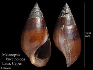 Melanopsis buccinoidea