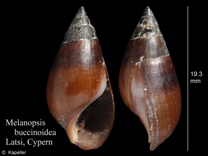 Melanopsis buccinoidea Melanopsis buccinoidea