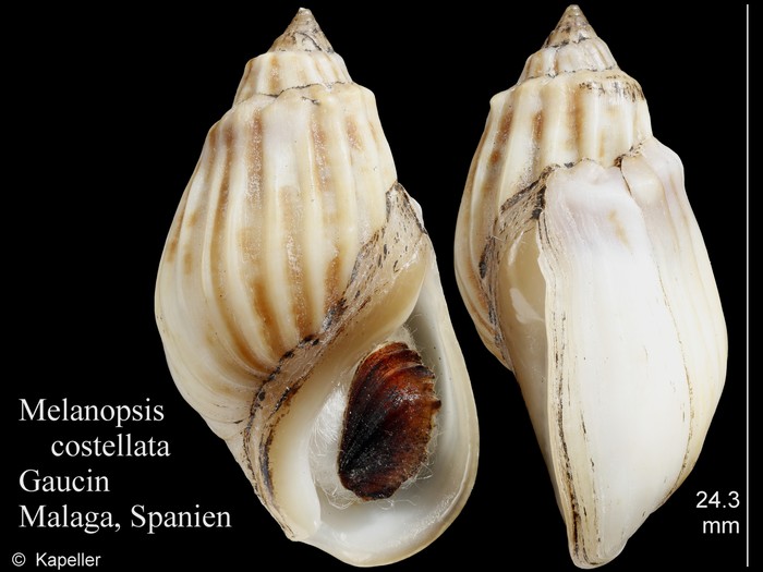 Melanopsis costellata Melanopsis costellata