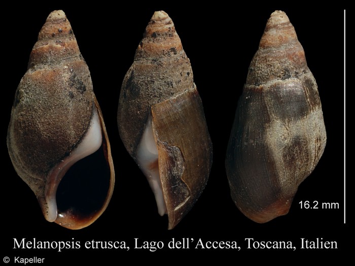 Melanopsis etrusca Melanopsis etrusca