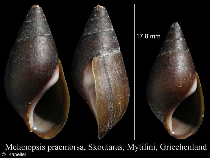 Melanopsis praemorsa Melanopsis praemorsa