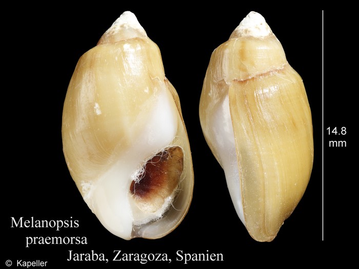 Melanopsis praemorsa Melanopsis praemorsa