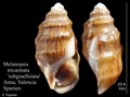 Mollusca (molluscs)