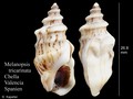 Mollusca (molluscs)