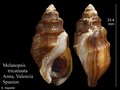 Mollusca (molluscs)