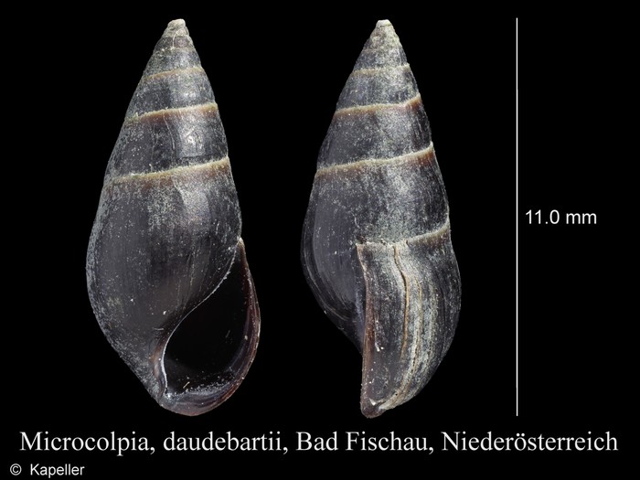 Microcolpia daudebartii Microcolpia daudebartii