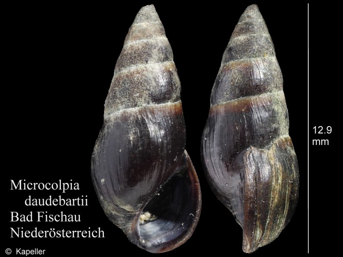 Microcolpia daudebartii Microcolpia daudebartii