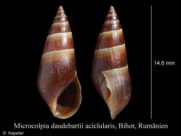 Microcolpia daudebartii Microcolpia daudebartii