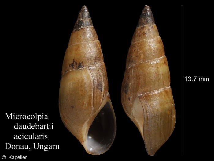 Microcolpia daudebartii acicularis