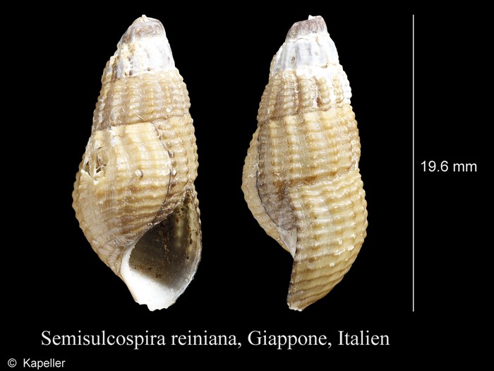 Semisulcospira reiniana Semisulcospira reiniana