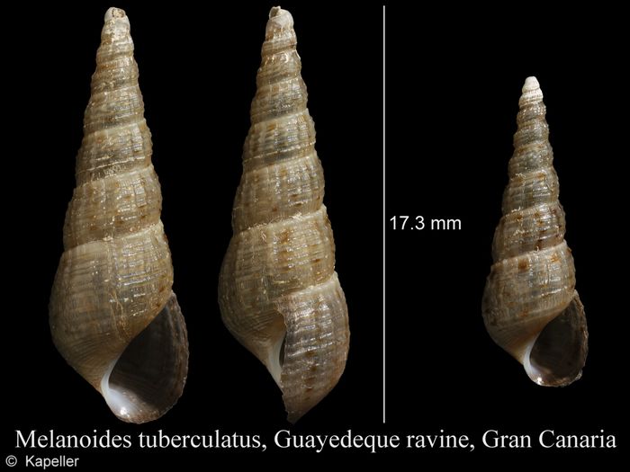 Melanoides tuberculata