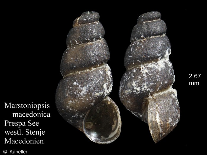 Marstoniopsis macedonica Marstoniopsis macedonica