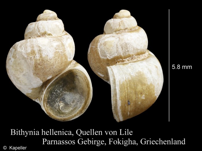 Bithynia hellenica Bithynia hellenica