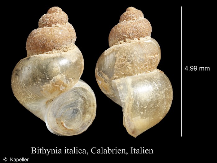 Bithynia italica Bithynia italica