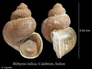 Bithynia italica