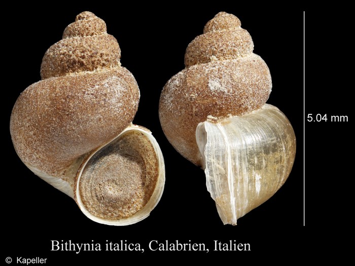 Bithynia italica Bithynia italica