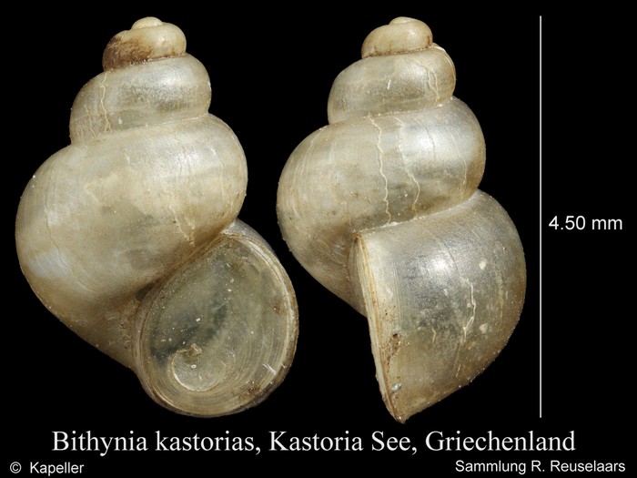Bithynia kastorias Bithynia kastorias