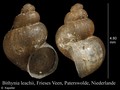 Mollusca (molluscs)