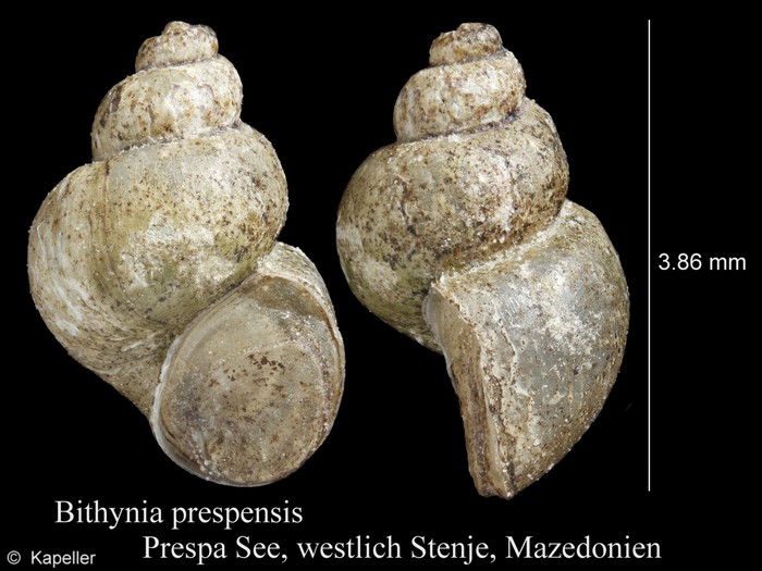 Bithynia prespensis Bithynia prespensis