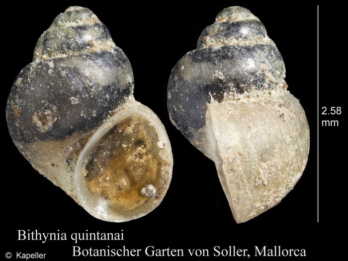 Bithynia quintanai Bithynia quintanai