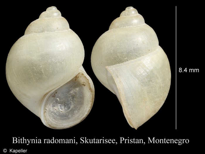 Bithynia radomani Bithynia radomani